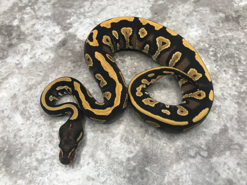 Black Head Yellow Belly Desert Ghost