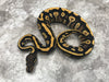 Black Head Yellow Belly Desert Ghost
