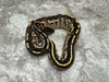 Black Head Mojave Yellow Belly Het Desert Ghost