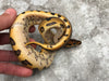 Leopard Yellow Belly Clown Het Desert Ghost