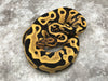 Leopard Yellow Belly Desert Ghost Het Clown or Het Cryptic