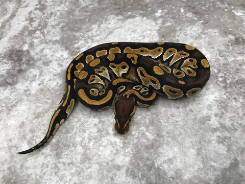 Black Head Het Hypo Het Clown