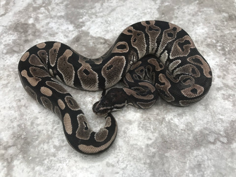 Black Axanthic