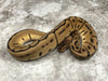 Leopard Spider Het Desert Ghost Het TSK Axanthic Het Clown OR Cryptic
