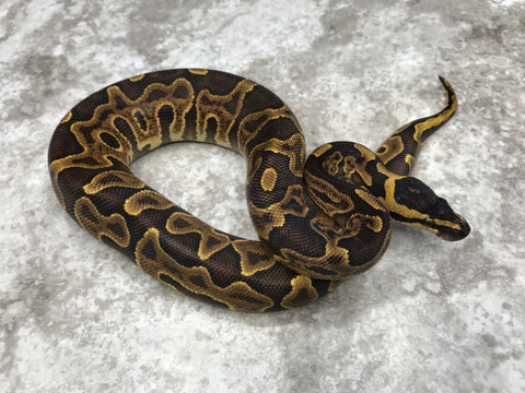 GHI Enchi Leopard