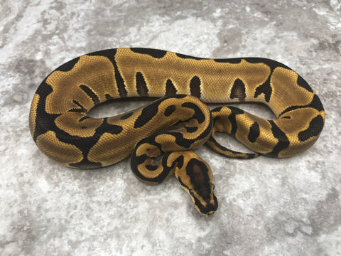 Leopard Enchi Het Clown