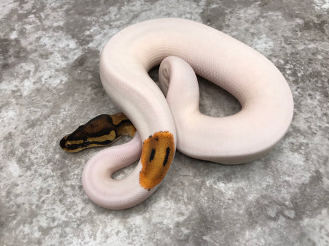 Orange Dream Pied