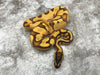 Enchi Orange Dream Fire Het Pied