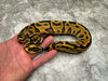 Leopard Enchi Yellow Belly Het Clown