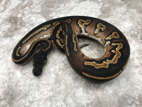 Super Black Head Het Pied 50% pos Het Lavender