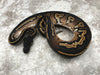 Super Black Head Het Pied 50% pos Het Lavender