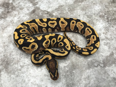Yellow Belly Desert Ghost Het TSK Axanthic