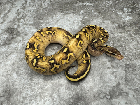 Super Asphalt Pastel