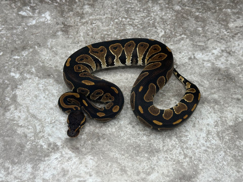 Black Head Het Lavender
