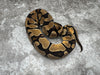 Orange Dream Het Genetic Stripe Het Desert Ghost 50% Het Cryptic