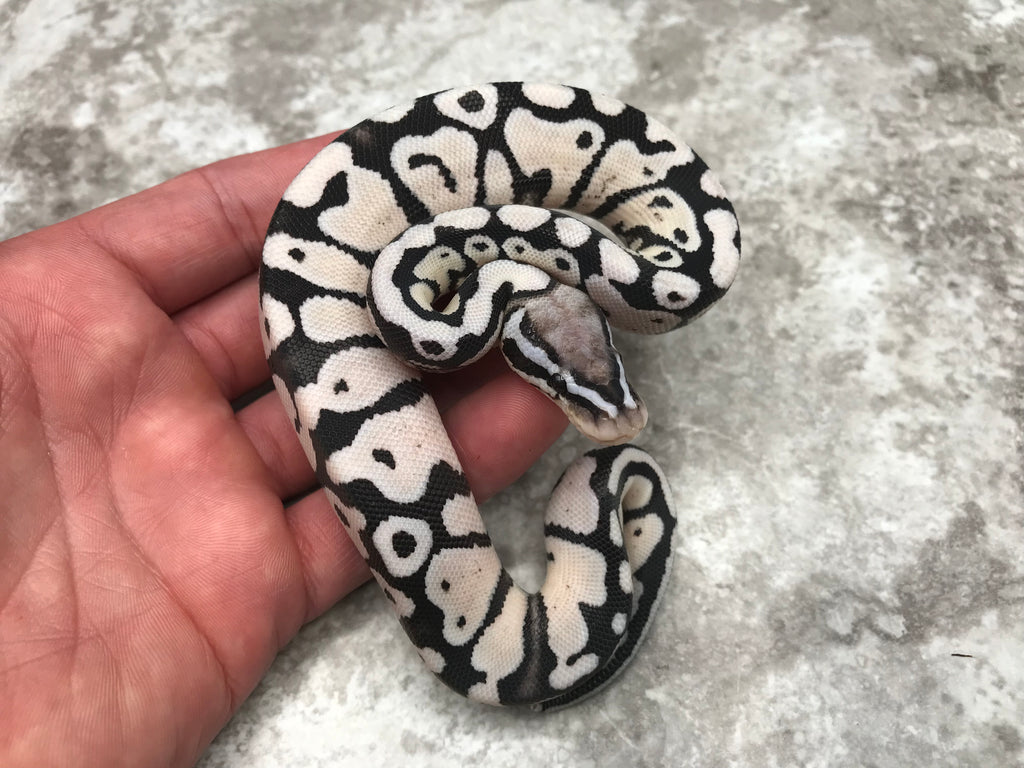 Axanthic Pastel Ball Python