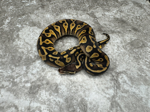Pastel Black Head Yellow Belly Het Desert Ghost Het Clown