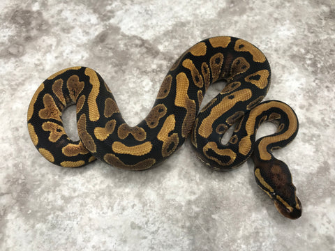Yellow Belly Het TSK Axanthic Het Desert Ghost