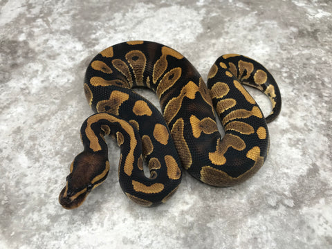 Chocolate Asphalt Het Desert Ghost 66% Het Hypo
