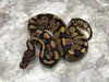 Chocolate Asphalt Het Desert Ghost 66% Het Hypo