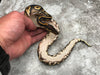 Blackhead Asphalt Het Clown