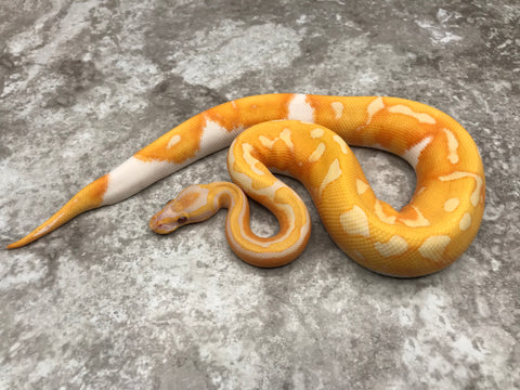 Lavender Pied 66% pos Het Clown