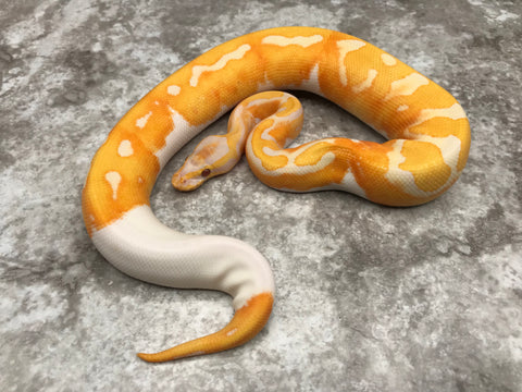 Lavender Pied 66% pos Het Clown