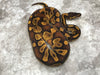Blackhead Enchi Asphalt Het Clown