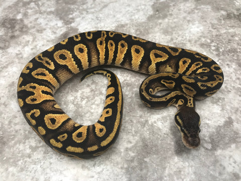 Black Head Pastel Het Clown Het Desert Ghost