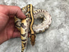 Yellow Belly Desert Ghost Het Clown OR Het Cryptic