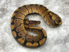 Red Stripe Het Clown