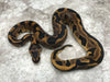 Leopard Het Clown