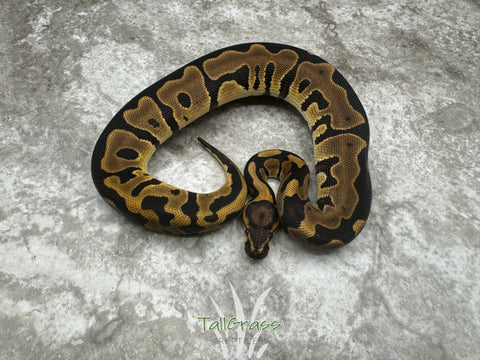Leopard Het Clown