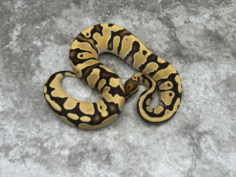 Fire Orange Dream Het Clown