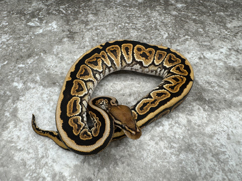 Black Pastel Spotnose Special Het Hypo 66% pos Het Clown