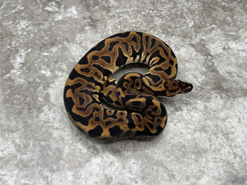 Leopard Spotnose Het Black Axanthic