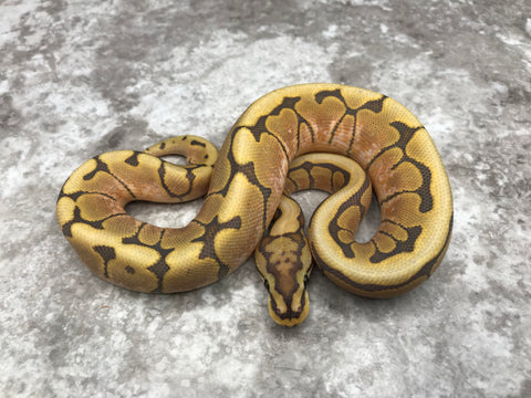 Hypo Spider Het Clown