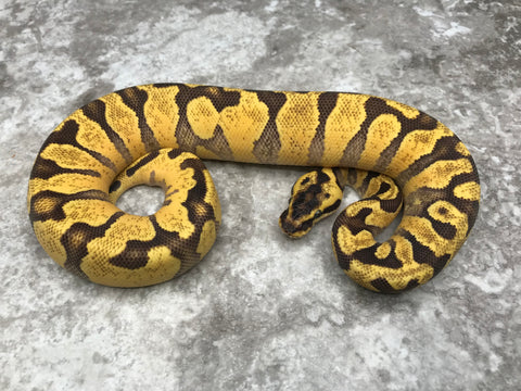 Super Enchi Pastel Asphalt Het Hypo