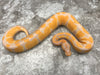 Blackhead Lavender Het Clown