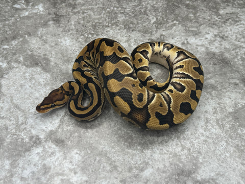 Crypton Het Desert Ghost