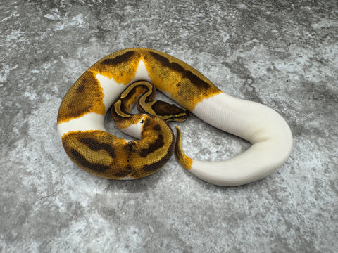 Enchi Pied Het Lavender 50% pos Het Clown