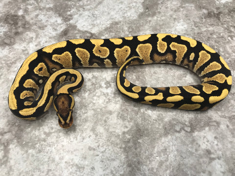Yellow Belly Desert Ghost Het Clown