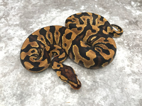 Yellowbelly Crypton Het Desert Ghost