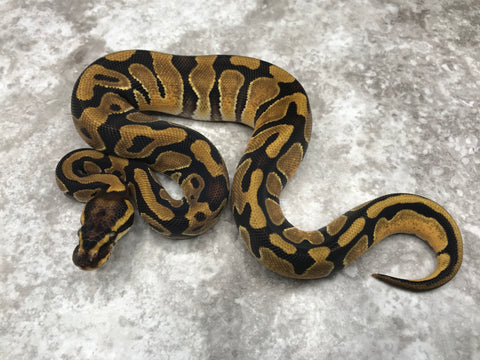 Enchi Het Desert Ghost Het Pied