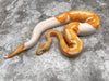 Lavender Pied 66% pos Het Clown