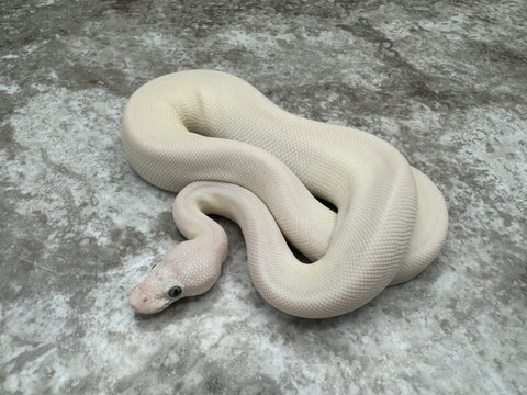 Super Mojave Pastel Het Hypo pos Black Head/Super Black Head