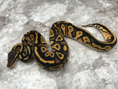 Pastel Black Head 66% pos Het Pied 50% pos Het Lavender