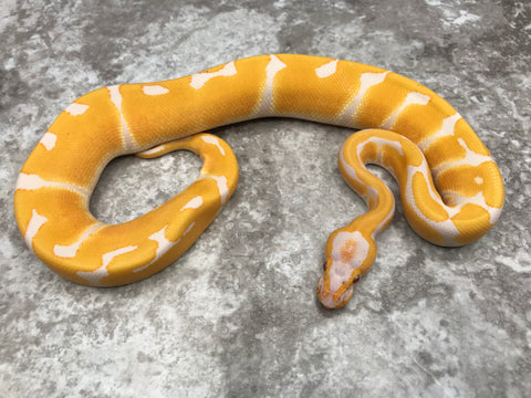 Super Blade Lavender Het Clown 50% Het Pied