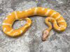 Super Blade Lavender Het Clown 50% Het Pied