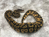 Black Head Pastel Het Clown Het Desert Ghost